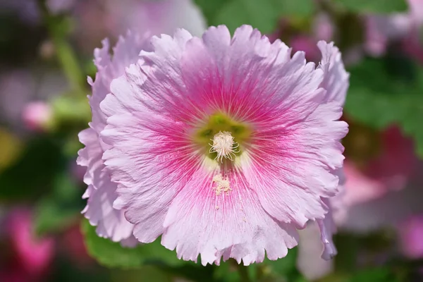 Bahçedeki Çiçek Açan Gülhaç Çiçeklerine Alcea Rosea Yakın Plan — Stok fotoğraf