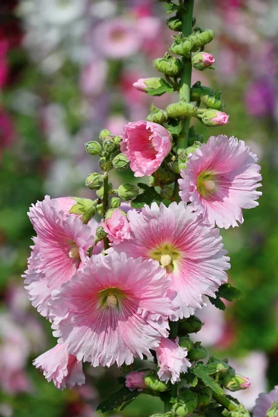 Zblízka Kvetoucí Hollyhock Květiny Alcea Rosea Zahradě — Stock fotografie