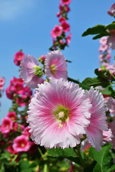 Bahçedeki Çiçek Açan Gülhaç Çiçeklerine Alcea Rosea Yakın Plan — Stok fotoğraf