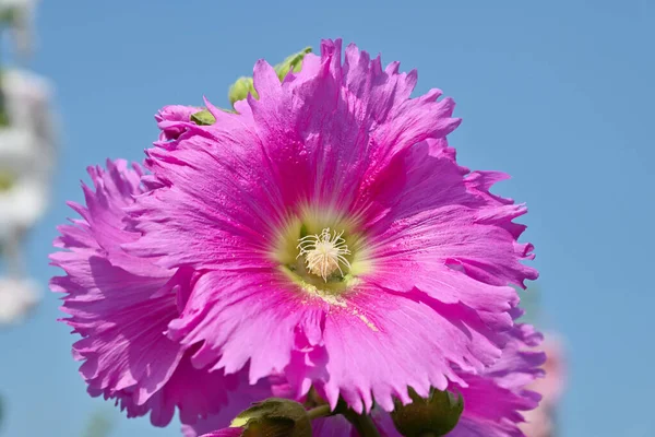 庭に咲くハルホックの花 Alcea Rosea の終わり — ストック写真