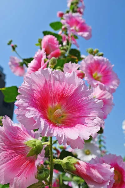 Close Blooming Hollyhock Flowers Alcea Rosea Garden — Stock Photo, Image