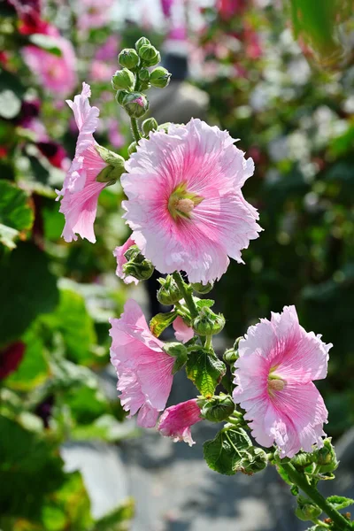 Bahçedeki Çiçek Açan Gülhaç Çiçeklerine Alcea Rosea Yakın Plan — Stok fotoğraf