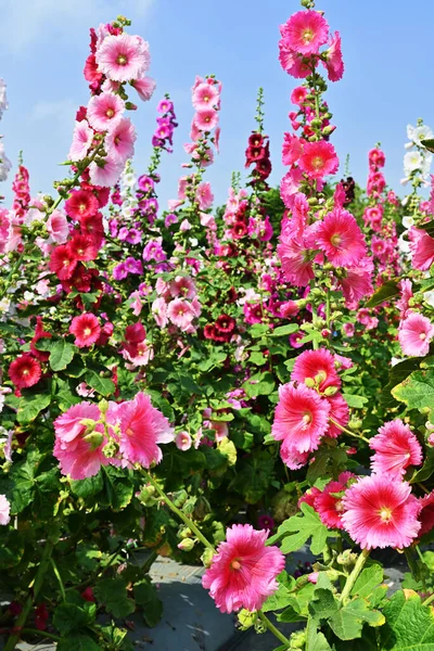 Çiçek Alcea Rosea Mavi Gökyüzüne Karşı Bahçedeki Çeşitli Renklerde Çalılar — Stok fotoğraf