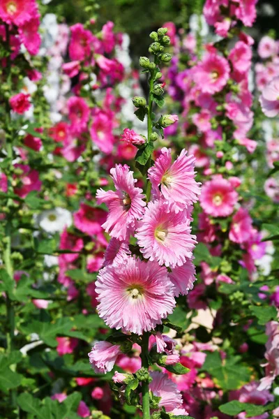 Çiçek Alcea Rosea Mavi Gökyüzüne Karşı Bahçedeki Çeşitli Renklerde Çalılar — Stok fotoğraf