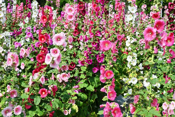 Hollyhock Kwiat Alcea Rosea Krzak Nych Kolorach Ogrodzie Przeciwko Błękitne — Zdjęcie stockowe