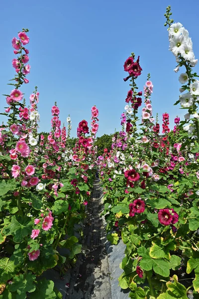 Çiçek Alcea Rosea Mavi Gökyüzüne Karşı Bahçedeki Çeşitli Renklerde Çalılar — Stok fotoğraf