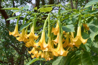 Melek 'in Trompeti (Datura Arborea) bahçede