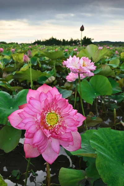 夏に池に咲く牡丹の蓮の花のクローズアップ — ストック写真