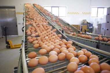 Yumurta fabrikası ile görüntü