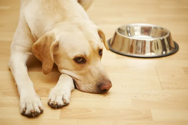 Hungry dog — Stock Photo, Image