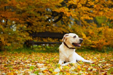 Parktaki köpek