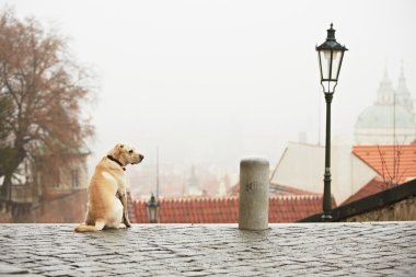 Şehirde köpek var.
