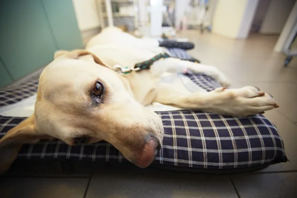 Perro enfermo. — Foto de Stock