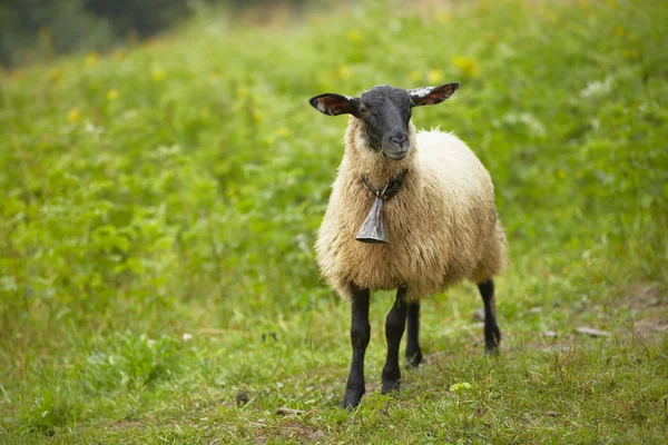 Sheep — Stock Photo, Image