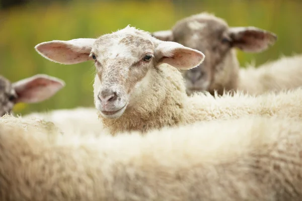 Sheep — Stock Photo, Image