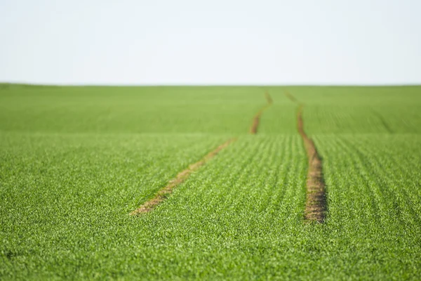 Agriculture landscape — Stock Photo, Image