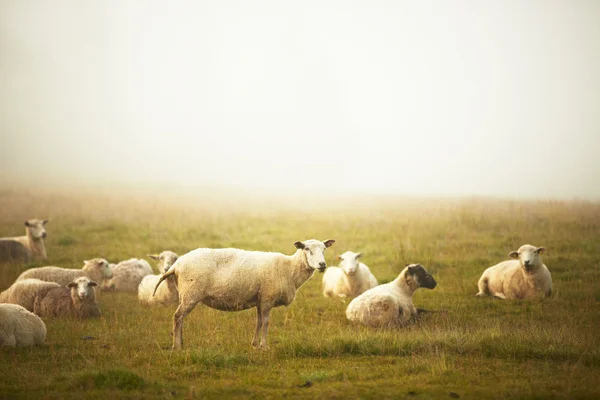 Schafe im Nebel — Stockfoto