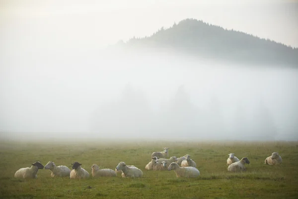 Schafe auf Bauernhof — Stockfoto