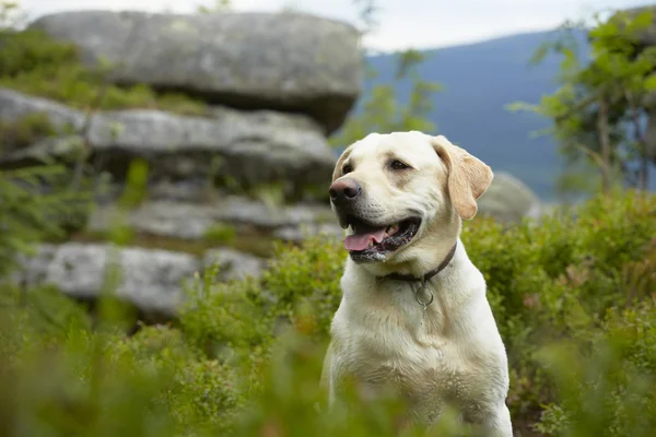Dog on mountain peak — Stok fotoğraf