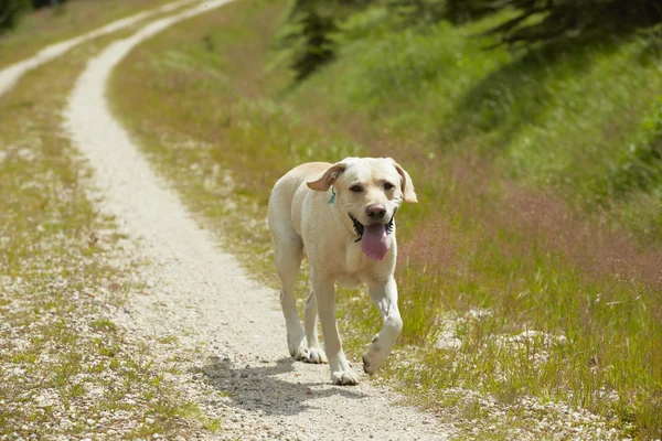 Hond onderweg — Stockfoto