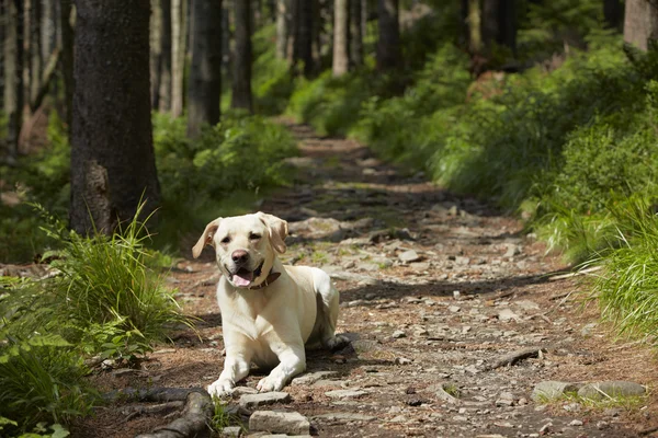 Hond in het bos — Stockfoto