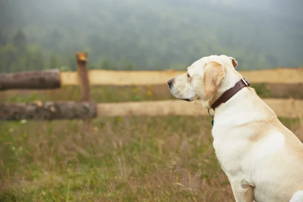 Dog in nature — Stock Photo, Image