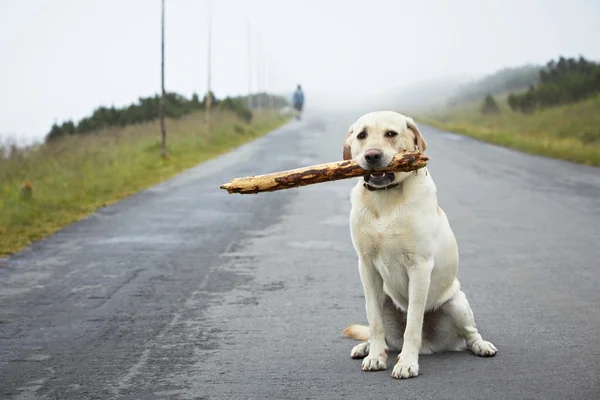 Dog with stick — Stock Photo, Image