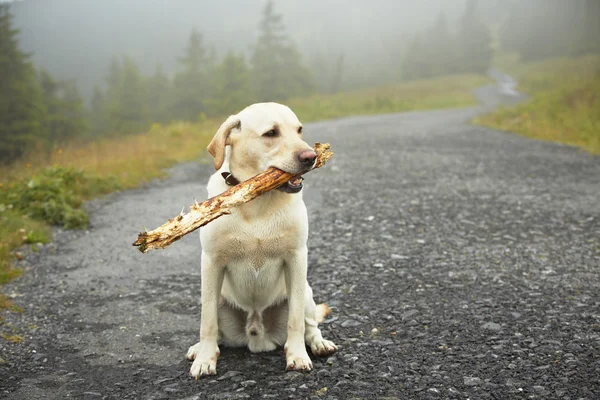 Dog with stick — Stock Photo, Image