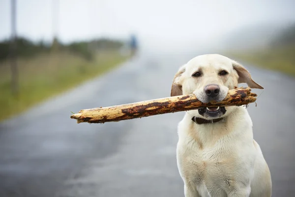 Hund mit Stock — Stockfoto