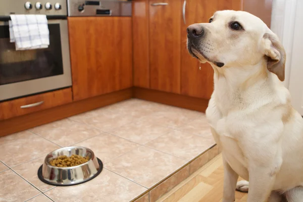 Собака на кухне — стоковое фото