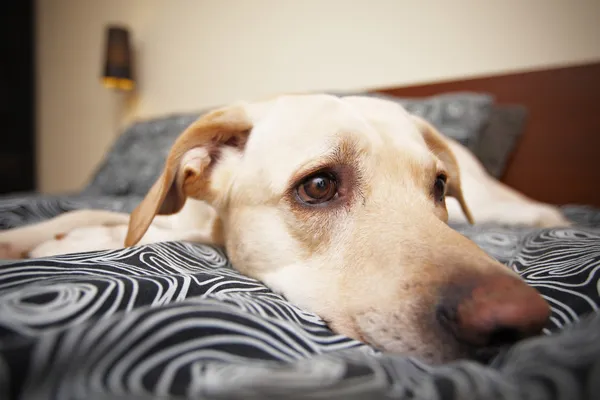 Hund i hemmet — Stockfoto