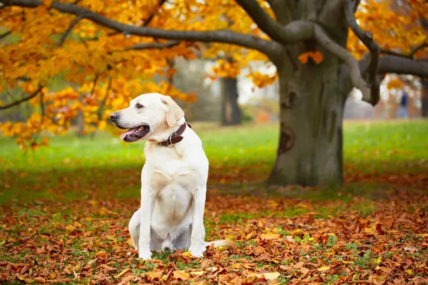 Собака в парку — стокове фото