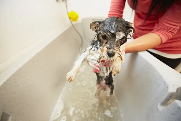 Собака в ванной — стоковое фото