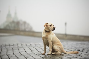 Sokaktaki köpek