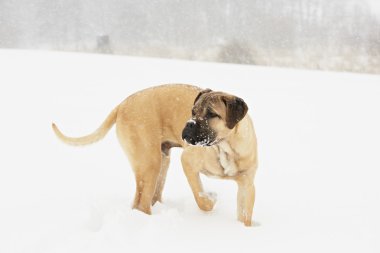 köpek yavrusu kış