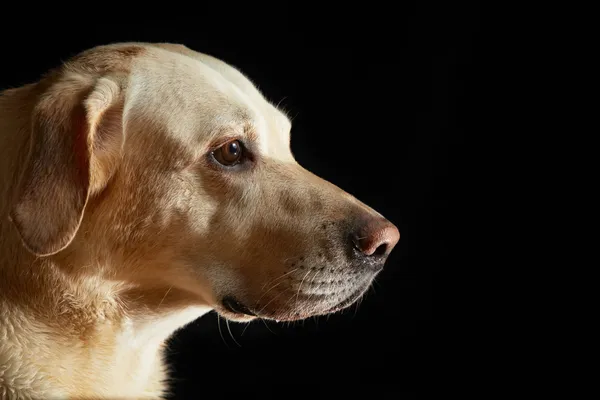 Labrador — Stock fotografie