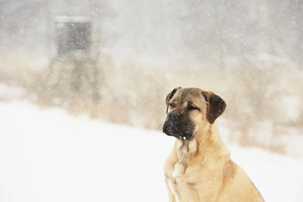 Cachorro de cão no inverno — Fotografia de Stock