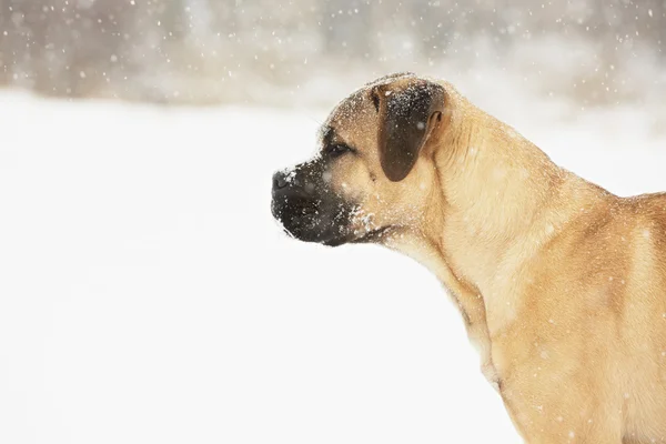 Hond puppy in de winter — Stockfoto