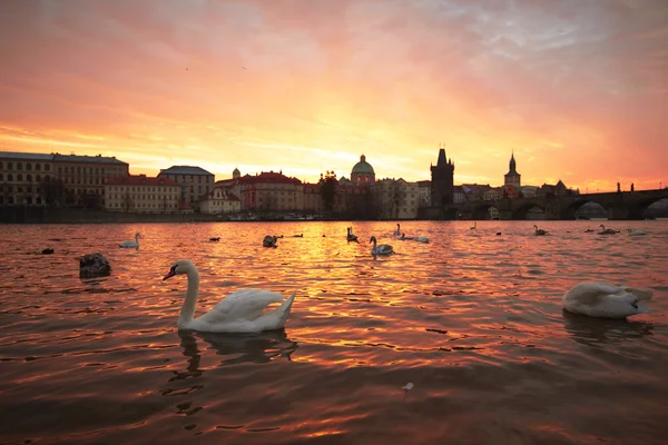 Grupo de cisnes — Fotografia de Stock