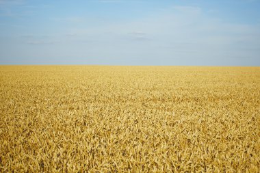 buğday alanında traktör iz