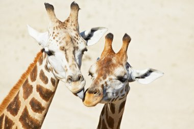 Giraffes clipart