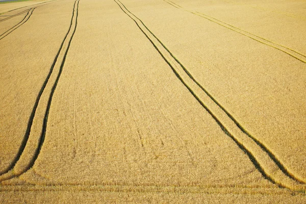 Tractor trail in wheat field — Stock Photo, Image