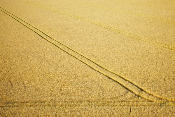 Traktor trail i vete fält — Stockfoto