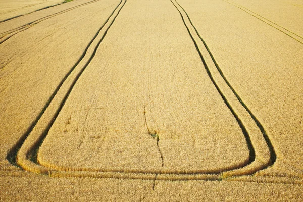 Traktorweg im Weizenfeld — Stockfoto