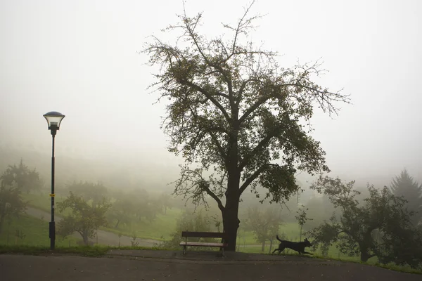 Nevoeiro misterioso — Fotografia de Stock