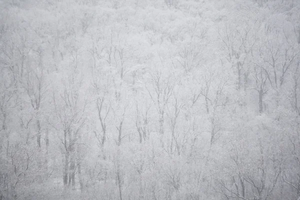 Invierno —  Fotos de Stock