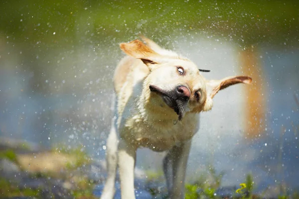 Dog shaking — Stock Photo, Image