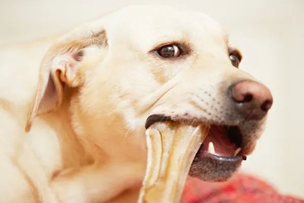 Pes s kostí — Stock fotografie