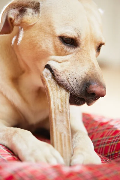 Perro con hueso — Foto de Stock