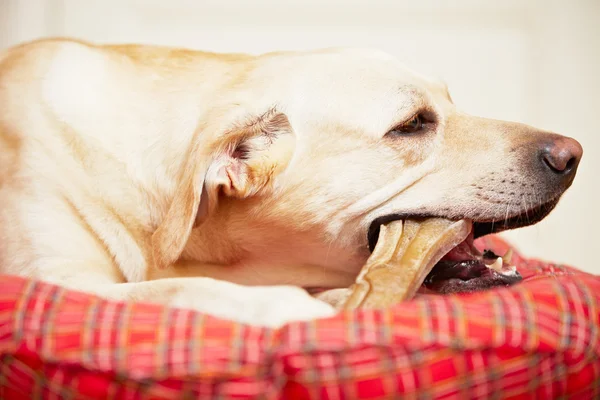 骨と犬 — ストック写真